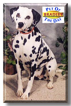 Bradley, the Pet of the Day
