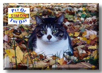 Simon, the Pet of the Day