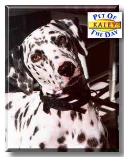 Kaley, the Pet of the Day