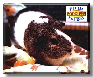 Rodolfe, the Pet of the Day