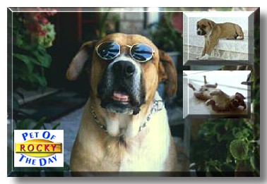 Rocky, the Pet of the Day