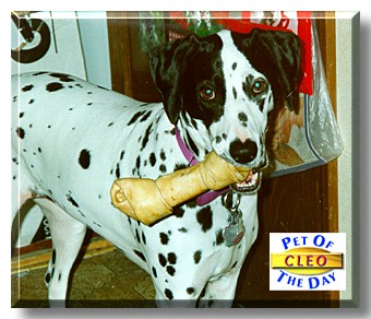 Cleo, the Pet of the Day