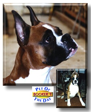 Booker T, the Pet of the Day
