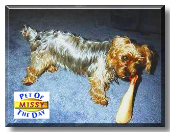 Missy, the Pet of the Day