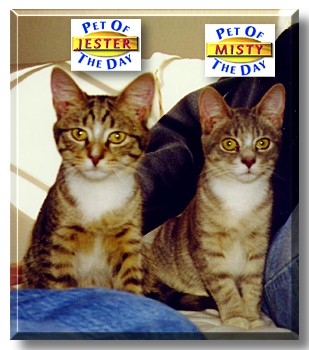 Jester & Misty, the Pet of the Day
