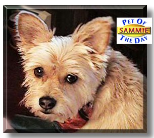 Sammie, the Pet of the Day