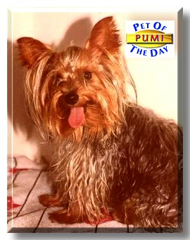 Pumi,the Pet of the Day