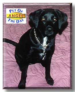 Angel, the Pet of the Day