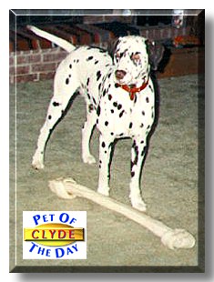 Clyde, the Pet of the Day