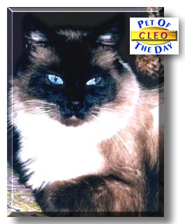 Cleo, the Pet of the Day