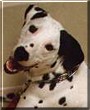 Sparky