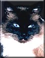 Cleo