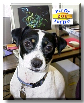 Zoe, the Pet of the Day