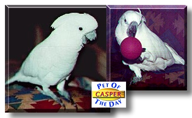 Casper, the Pet of the Day