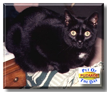 Pudmoe, the Pet of the Day