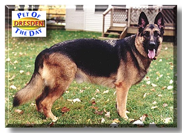 Dresden, the Pet of the Day