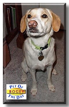 Bogey, the Pet of the Day
