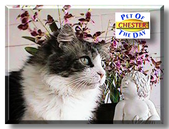 Chester, the Pet of the Day