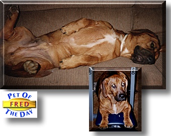 Fred, the Pet of the Day