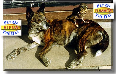 Hiena and Fumaca, the Pets of the Day