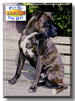 Samson, the Pet of the Day