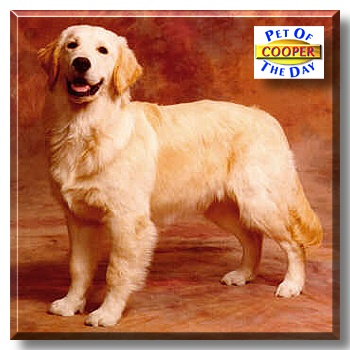 Cooper, the Pet of the Day
