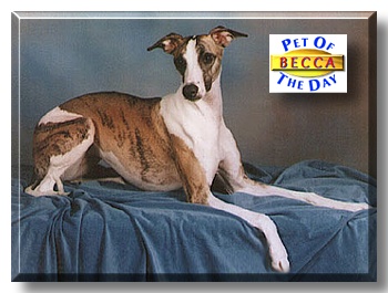 Becca, the Pet of the Day