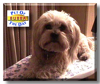 Bubba, the Pet of the Day