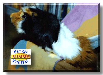 Bummy, the Pet of the Day
