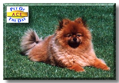Ace, the Pet of the Day