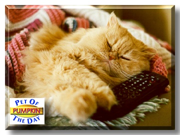 Pumpkin, the Pet of the Day