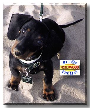 Hollywood, the Pet of the Day