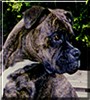 Samson