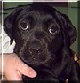 Nellie