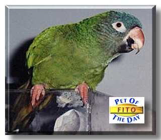 Fito, the Pet of the Day
