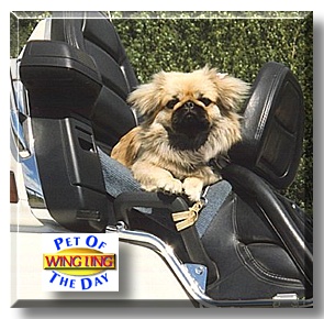 Wing Ling, the Pet of the Day