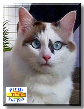 Tita, the Pet of the Day