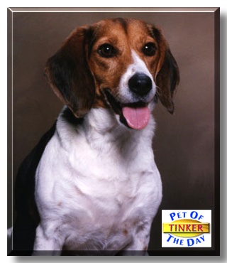 Tinker, the Pet of the Day