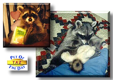 Taz, the Pet of the Day