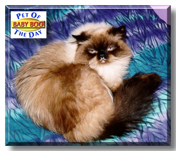 Baby Boo, the Pet of the Day