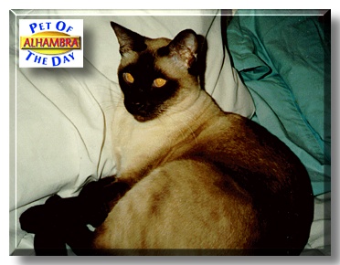Alhambra, the Pet of the Day