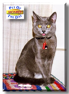 Monkey McBouBou, the Pet of the Day