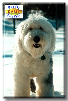 Daisy, the Pet of the Day
