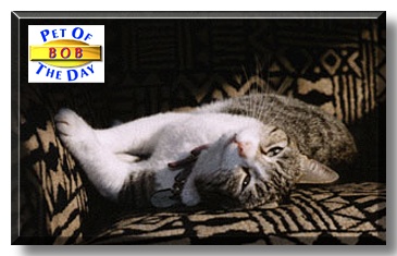 Bob, the Pet of the Day