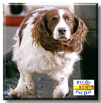Ben, the Pet of the Day