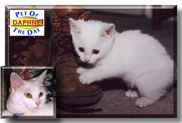 Daphne, the Pet of the Day