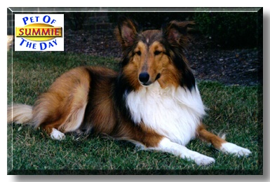 Summer, the Pet of the Day