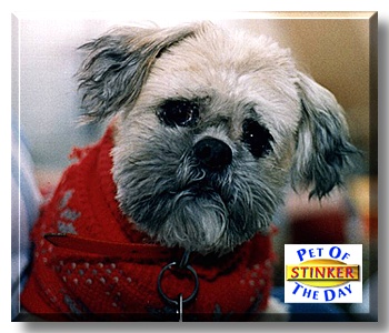 Stinker, the Pet of the Day