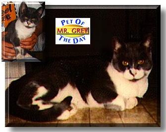 Mr. Grey, the Pet of the Day