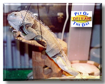 Delilah, the Pet of the Day